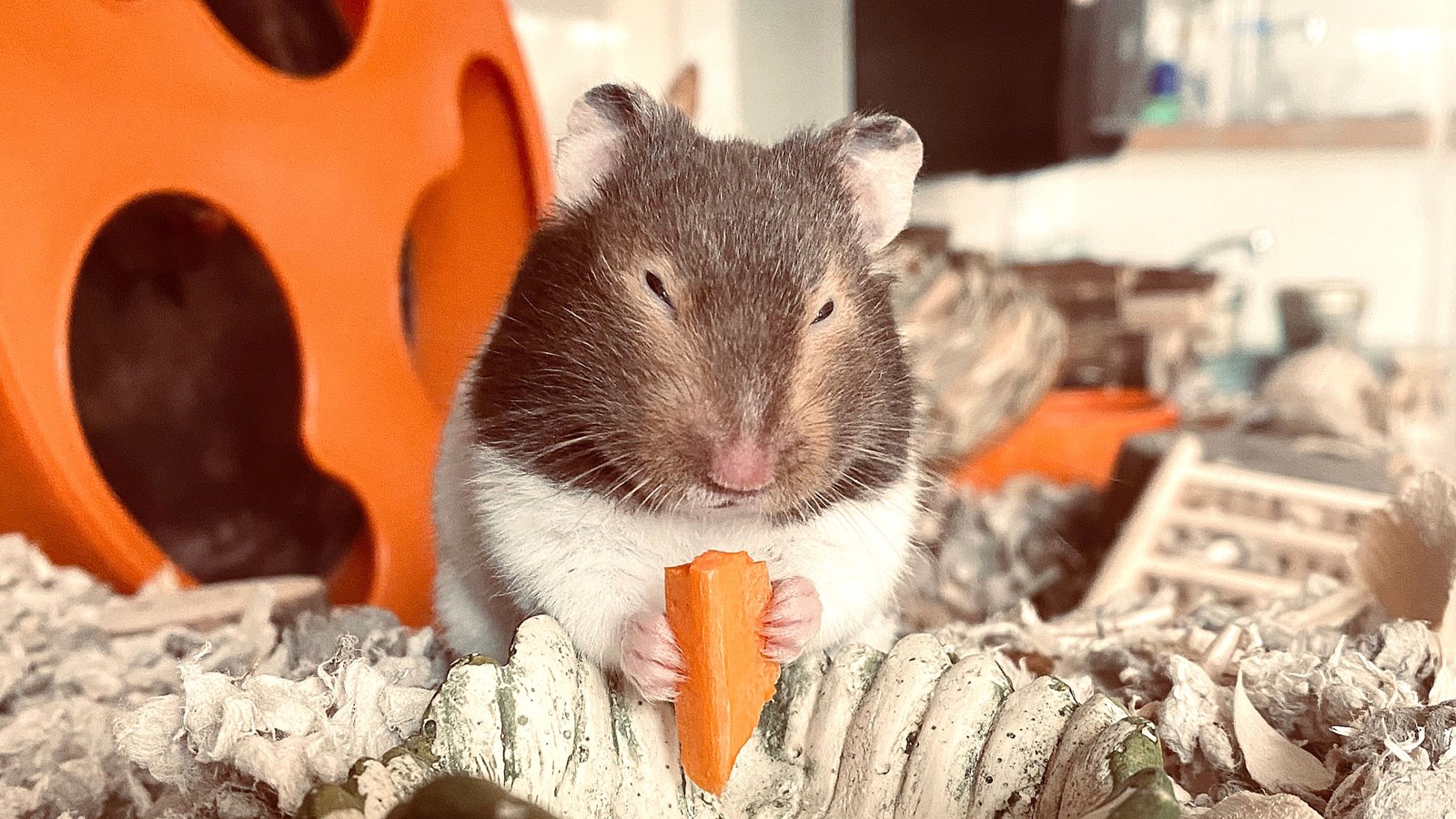 Luxton - Hamster